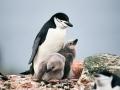 Un pingüino de barbijo con sus crías