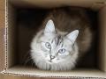 Gato en una caja