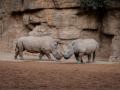 Imagen de los dos nuevos ejemplares de rinocerontes del Bioparc de Valencia