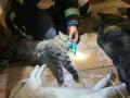 Animales rescatados en el incendio de la vivienda en Córdoba