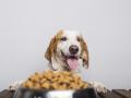 Un perro junto a su comida