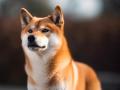 Un perro de raza Shiba Inu