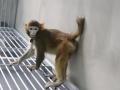 Retro, el mono Rhesus clonado por los científicos chinos, que tiene ya dos años de vida