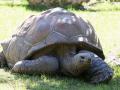 Tortuga gigante de Aldabra