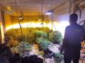 Desmantelada una plantación de marihuana con más de 900 plantas en una vivienda en obras en Altea, Alicante