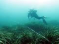 Un submarinista muestrea el crecimiento de las praderas de Posidonia oceánica en la Comunidad Valenciana