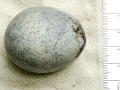 El huevo de 1.700 años descubierto en 2010