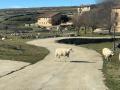 En la España vaciada, donde hay más ovejas que habitantes, se encuentra el aire más puro