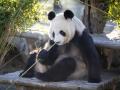 Uno de los osos panda del Zoo de Madrid que regresará a China
