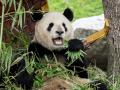 Un panda durante un acto institucional sobre el programa de conservación del panda gigante, en el Zoo Aquarium de Madrid, a 22 de febrero de 2024, en Madrid (España). El ministro de Asuntos Exteriores chino anunció el pasado 19 de febrero el regreso de la pareja de pandas del Zoo, Hua Zui Ba y Bing Xing, a su país. Los ejemplares, que llegaron cedidos a España en 2007 y cumplen 21 y 23 años respectivamente, volverán a la reserva natural de Sichuan para jubilarse. Sin embargo, el ministro se comprometió al envío de dos pandas más jóvenes a España cuando sea posible.
22 FEBRERO 2024;ZOO;PANDA;ANIMALES;FAUNA;ZOOLÓGICO;
A. Pérez Meca / Europa Press
22/2/2024