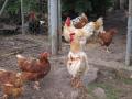 Un corral de gallinas en Galicia