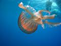 La presencia de medusas es habitual en la costa andaluza