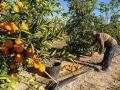 AVA-ASAJA, Agricultura