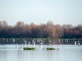 Se han contabilizado en las marismas de Doñana 120.649 ejemplares de aves acuáticas, el 18 % de su máximo,