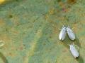 Ejemplares de moscas blancas en una hoja de un cítrico