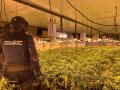 La Policía Nacional incauta 2.000 plantas de marihuana en una nave industrial de la Sareb en Almería