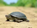 Galápago europeo