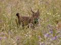 Fotografía de la suelta de dos ejemplares de lince ibérico para su reintroducción al medio natural