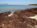 La playa del Chinarral en Algeciras (Cádiz) totalmente plagada del alga invasora "Rugulopterix okamurae"