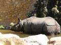 Presentación de la nueva especie de rinoceronte indio del Centro de Conservación-Zoo