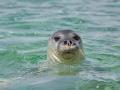 Foca monje