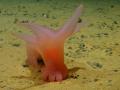 Cerdo de mar rosado, una de las especies descubiertas en la expedición del buque James Cook