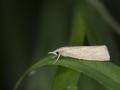 Chilo suppressalis, una plaga con la que el Gobierno valenciano quiere acabar por sus daños en la Albufera