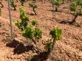 Un cultivo de secano afectado por la sequía