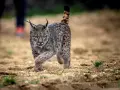 Un lince ibérico en el área de reintroducción de los Montes de Toledo