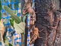 Una plaga de saltamontes que causa estragos en las cosechas de Requena, en Valencia