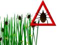 ticks
