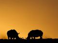 Dos rinocerontes pastan mientras se pone el sol en el Parque de Animales Salvajes Kragga Kamma, en Sudáfrica