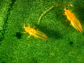 Trips Scirtothrips aurantii