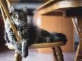 Un gato sentado en una silla de madera