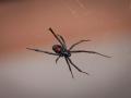 Araña viuda