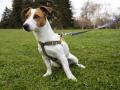 Una persona pasea a su perro por el parque