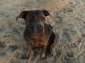 Un perro de la raza Pitt Bull