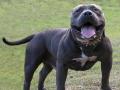 American Bully XL