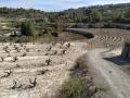 Un viñedo de la Comunidad Valenciana afectado por la escasez de agua
