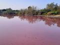 Color rosáceo que ha tomado el agua de la Albufera