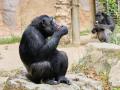 Chimpancés comiendo helado en el Zoo de Barcelona
