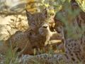A pesar de no encontrarse a día de hoy en peligro de extinción, el lince ibérico sigue amenazado