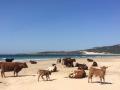 La estampa es muy llamativa y cada año sorprende a los turistas que visitan la playa