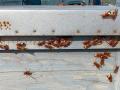 El principal objetivo de esta especie son las abejas, a las que atacan y eliminan para alimentarse