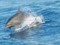 Dos delfines nadando