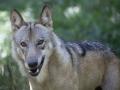 Un lobo en un recinto del Centro Científico del Lobo, en Ernstbrunn, Baja Austria