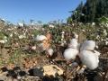 Imagen de un campo de algodón en Lebrija (Sevilla)
