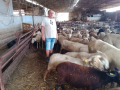 Uno de los ganaderos valencianos al que han robado casi 150 animales