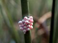 Larvas del animal