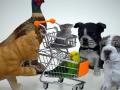 animales